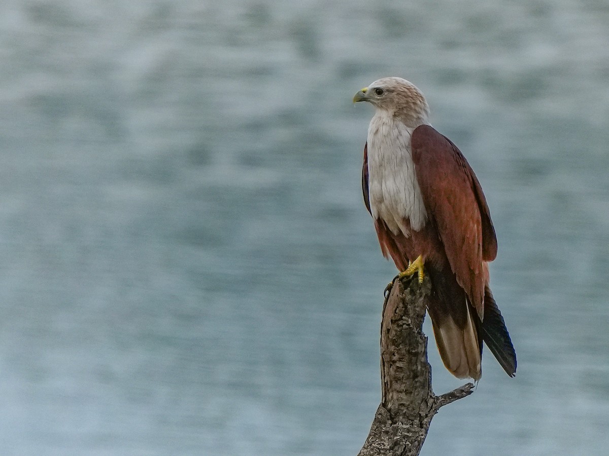 Brahminy Kite - ML642729371