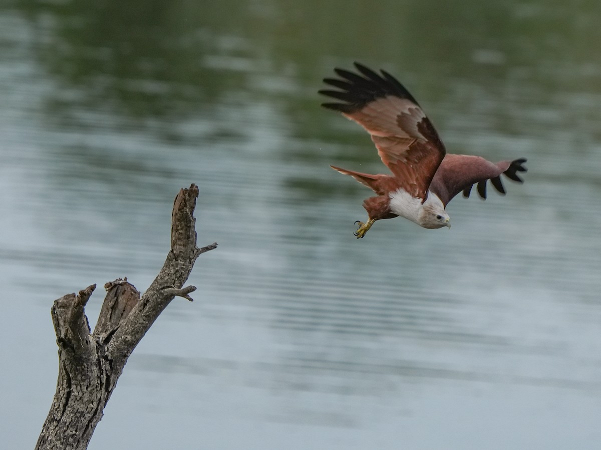 Brahminy Kite - ML642729372