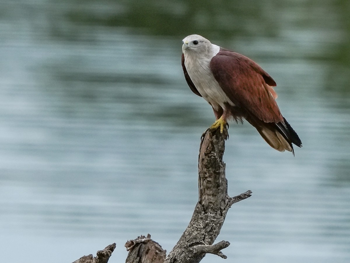 Brahminy Kite - ML642729373