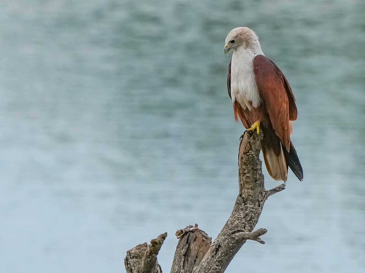Brahminy Kite - ML642729374