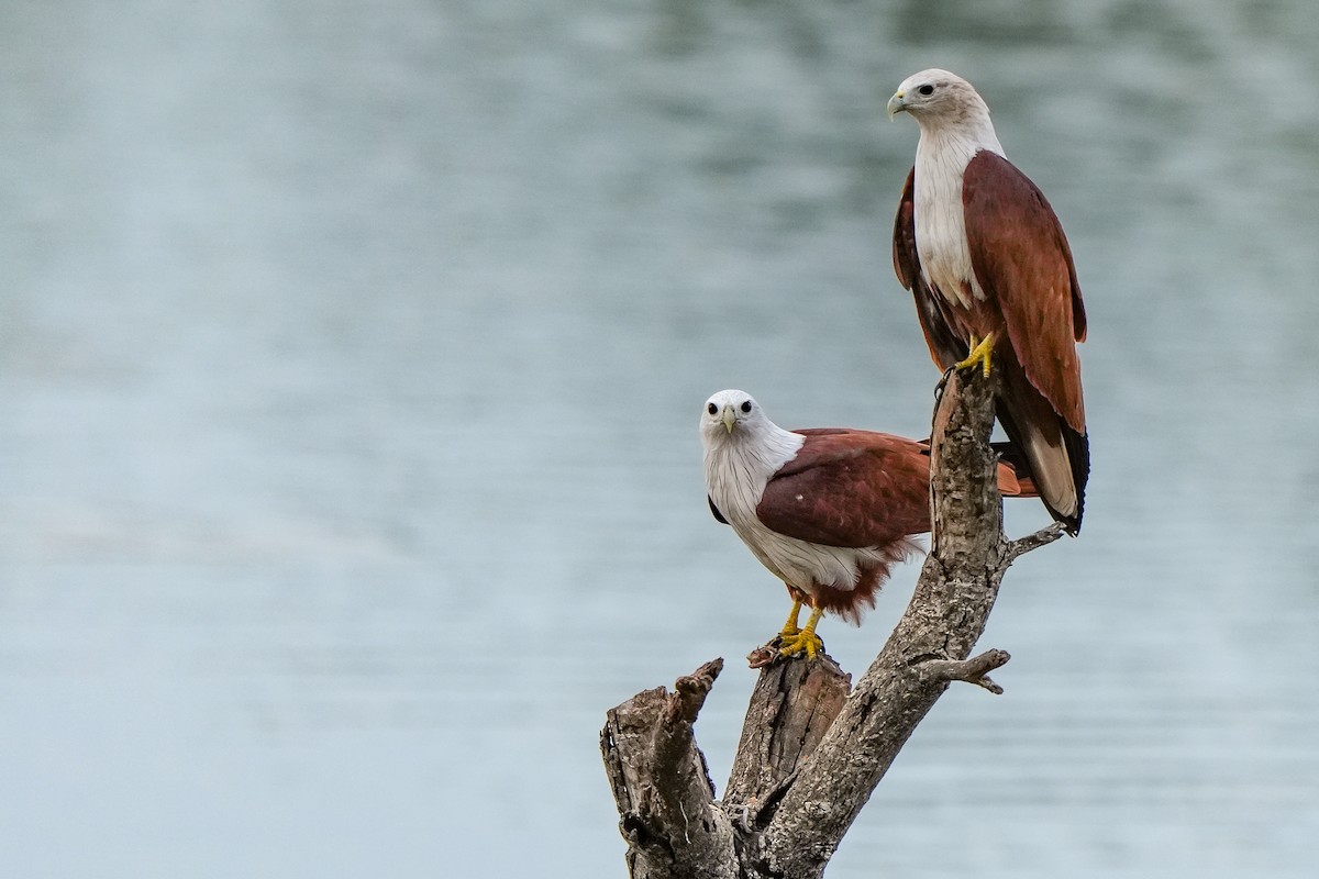 Brahminy Kite - ML642729375