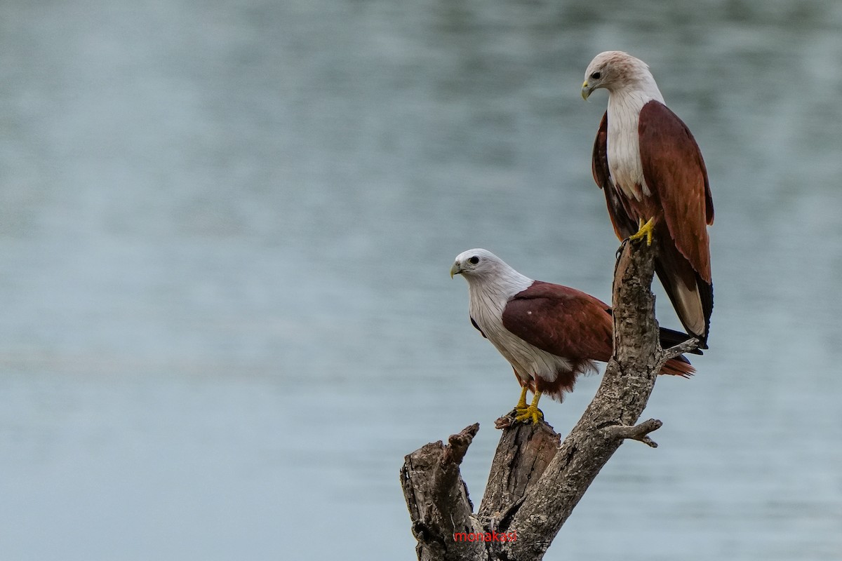 Brahminy Kite - ML642729376