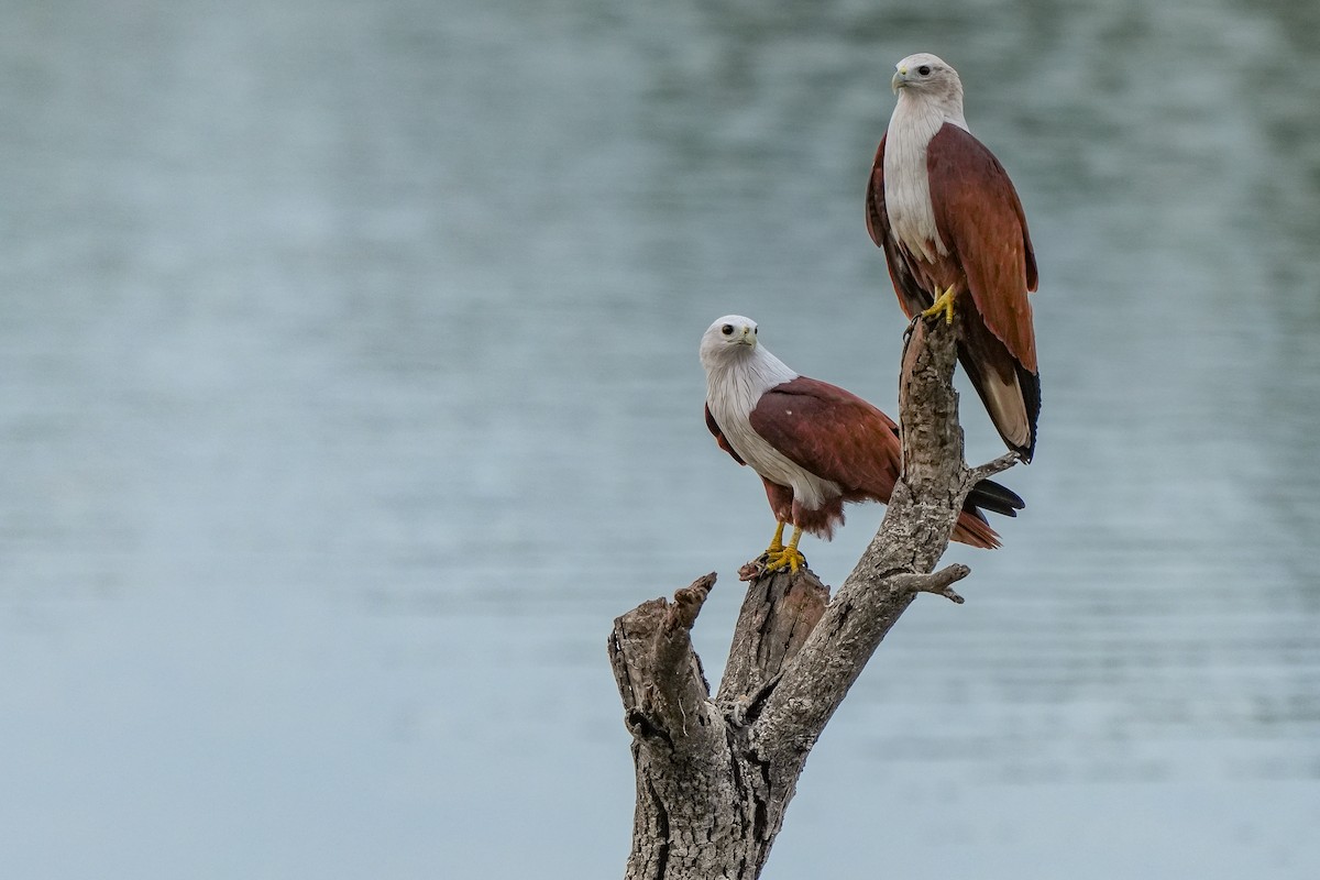 Brahminy Kite - ML642729377