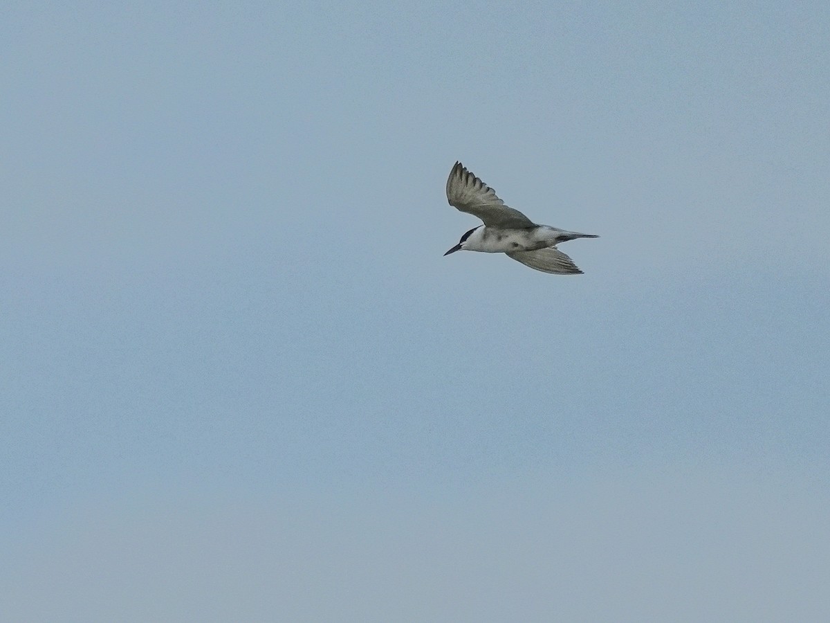Gull-billed Tern - ML642729382