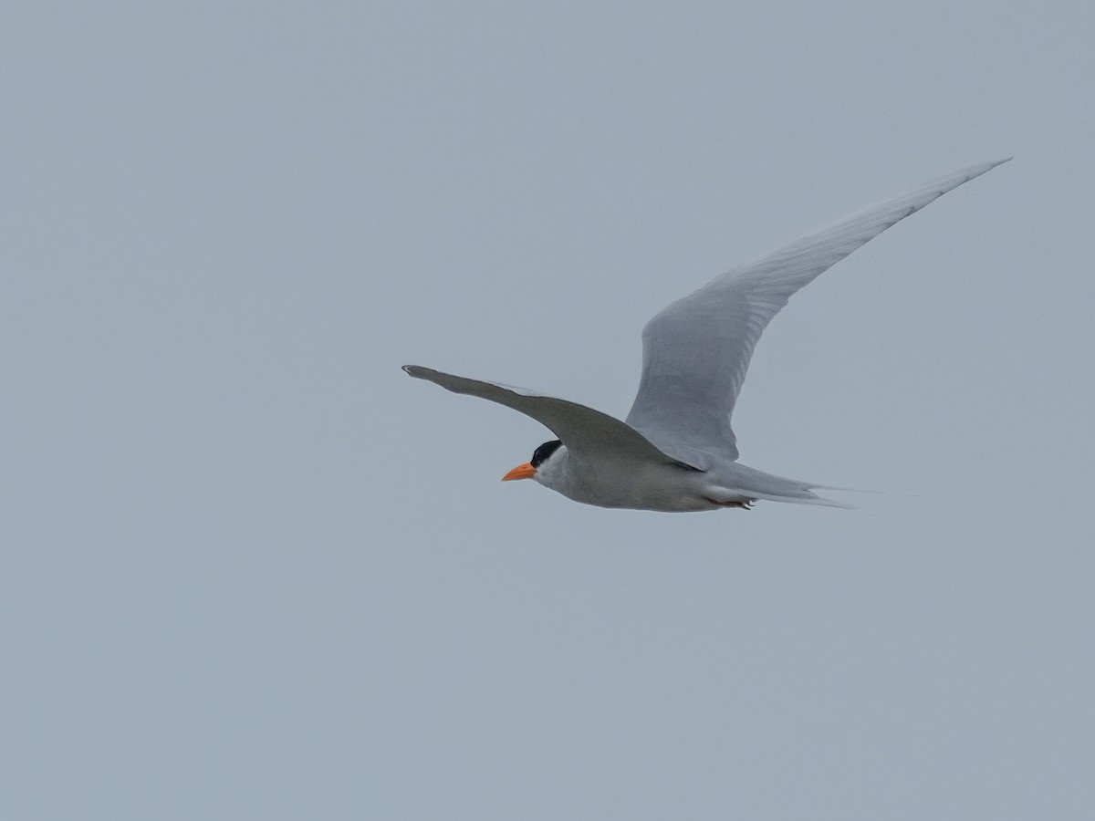 River Tern - ML642729390