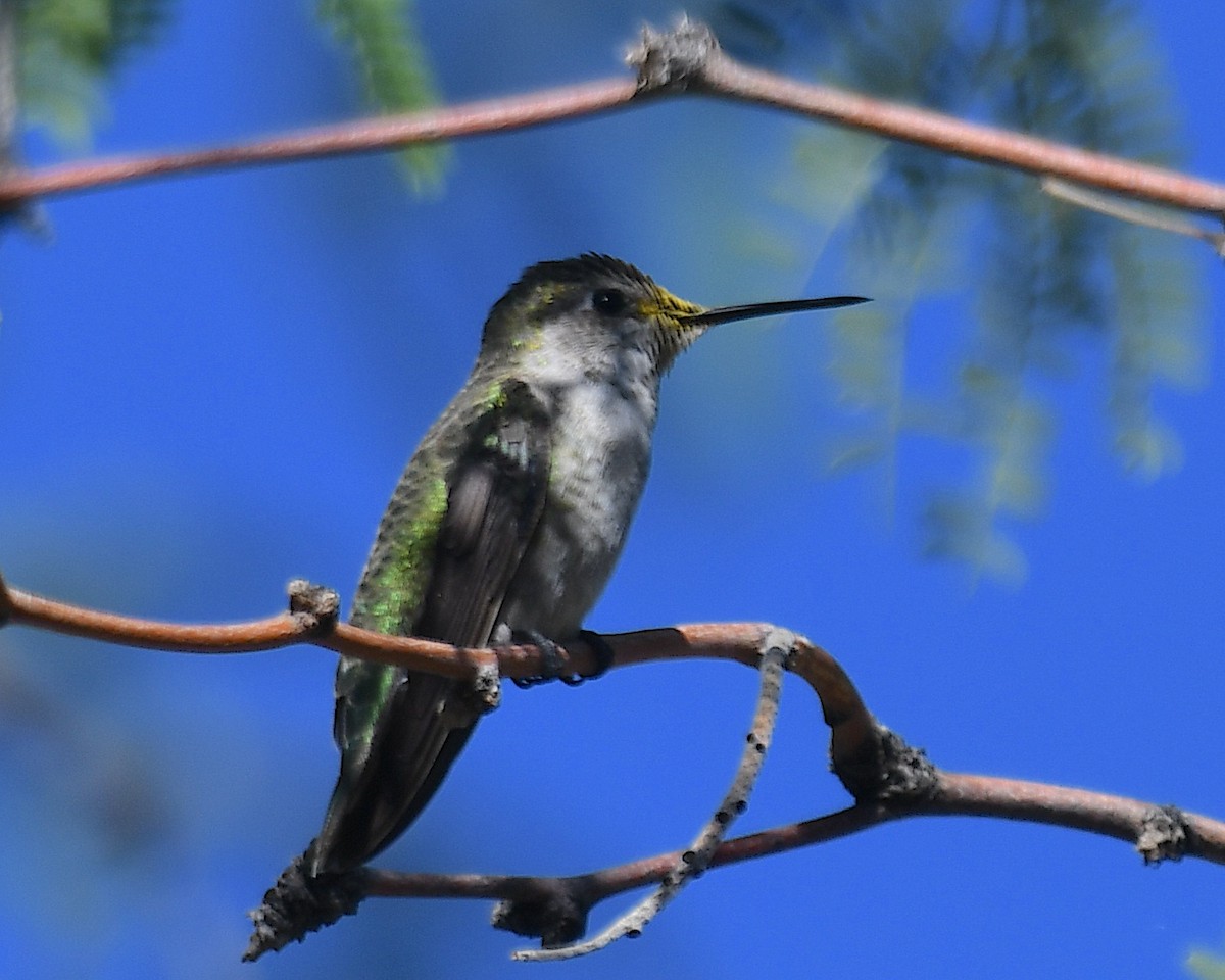 Anna's Hummingbird - ML642729397