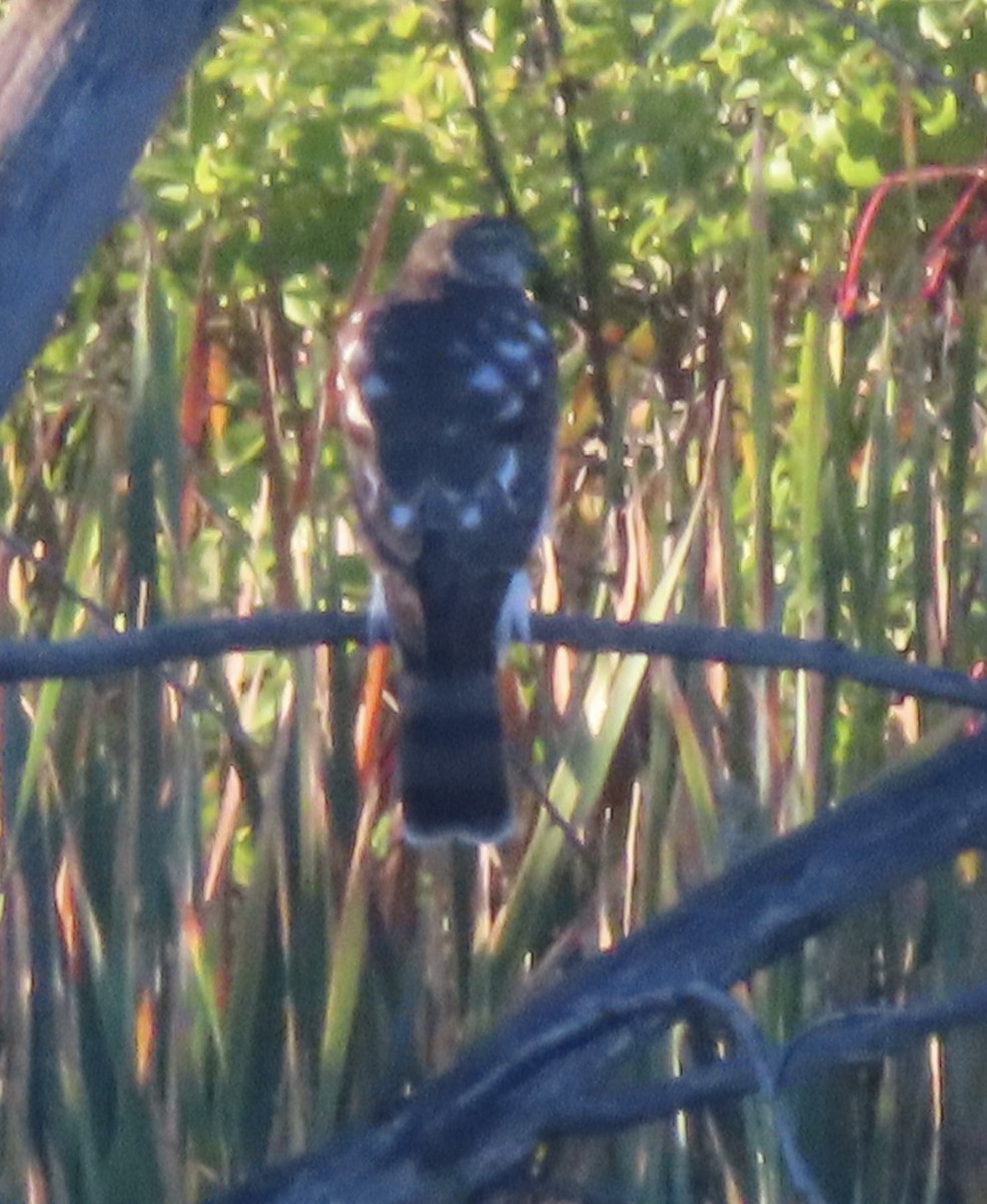 Sharp-shinned Hawk - ML642729413