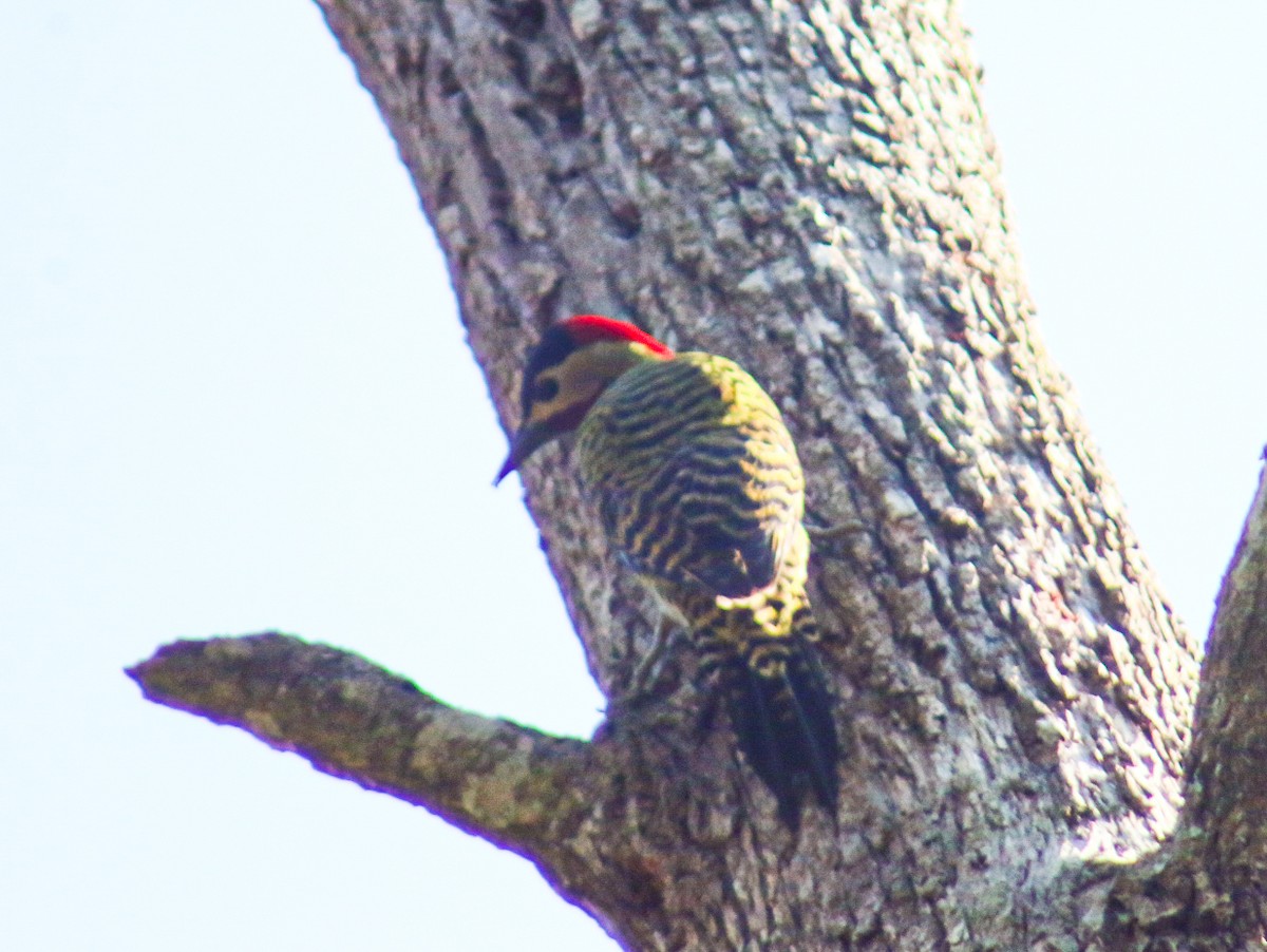 Green-barred Woodpecker - ML642729423