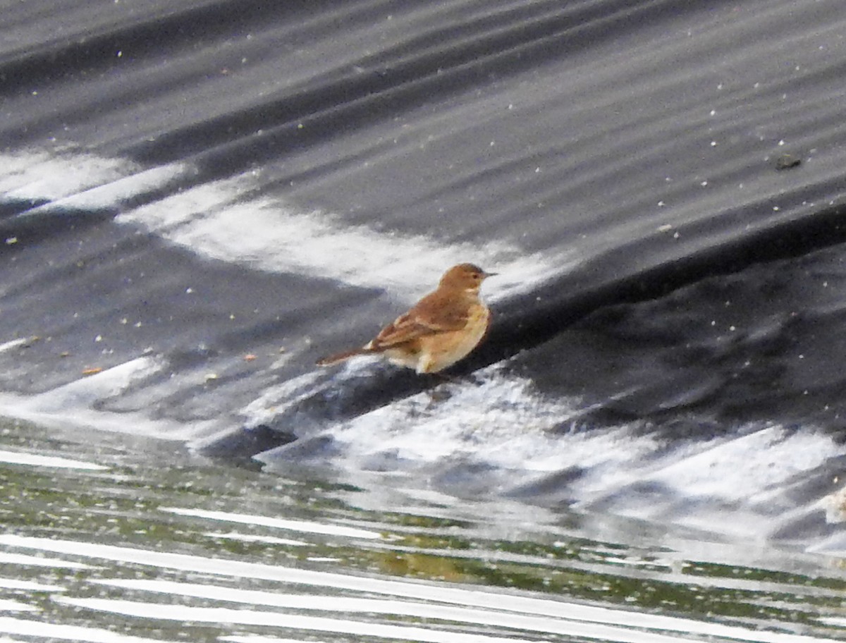 American Pipit - ML642729433