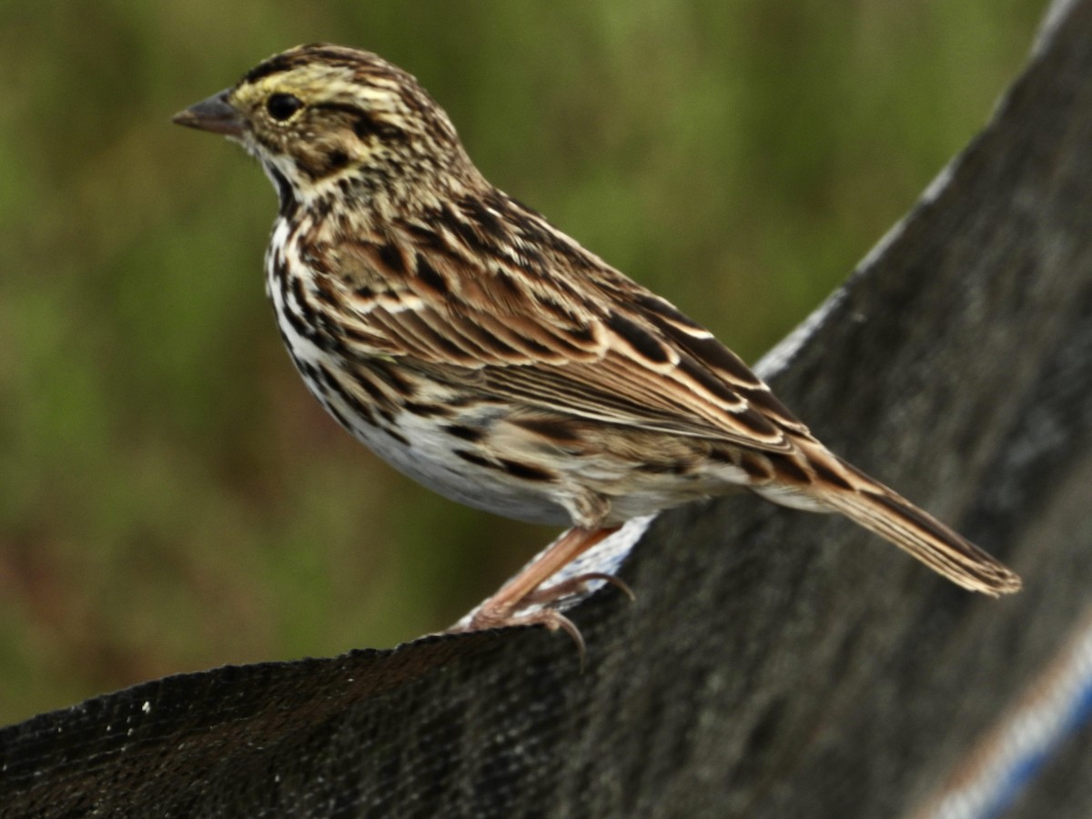 Savannah Sparrow - ML642729437