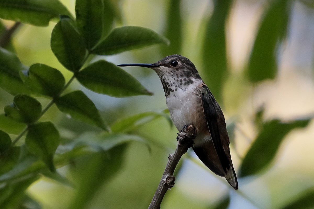 Allen's Hummingbird - ML642729440