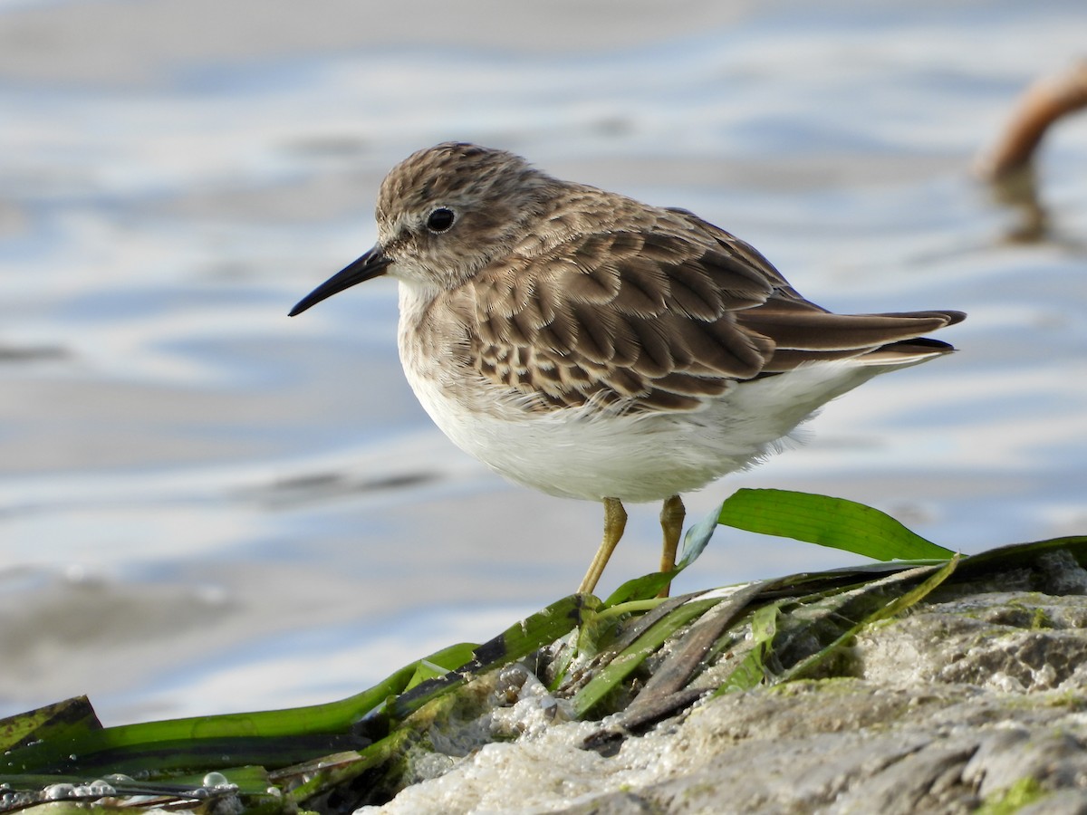 Least Sandpiper - ML642729448