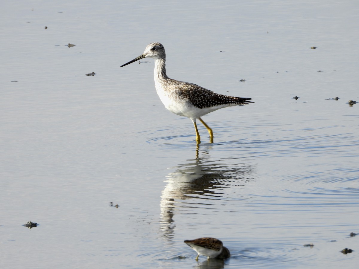 Greater Yellowlegs - ML642729453