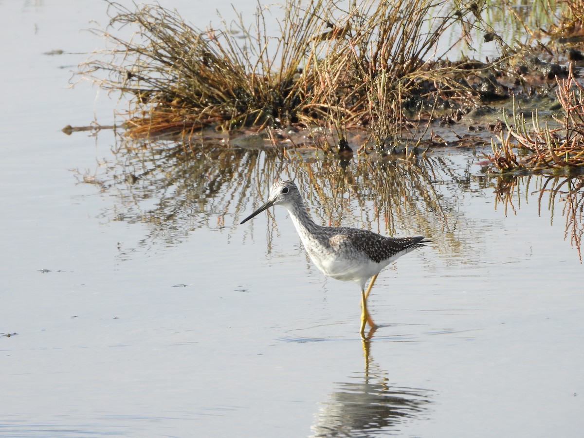 Greater Yellowlegs - ML642729457