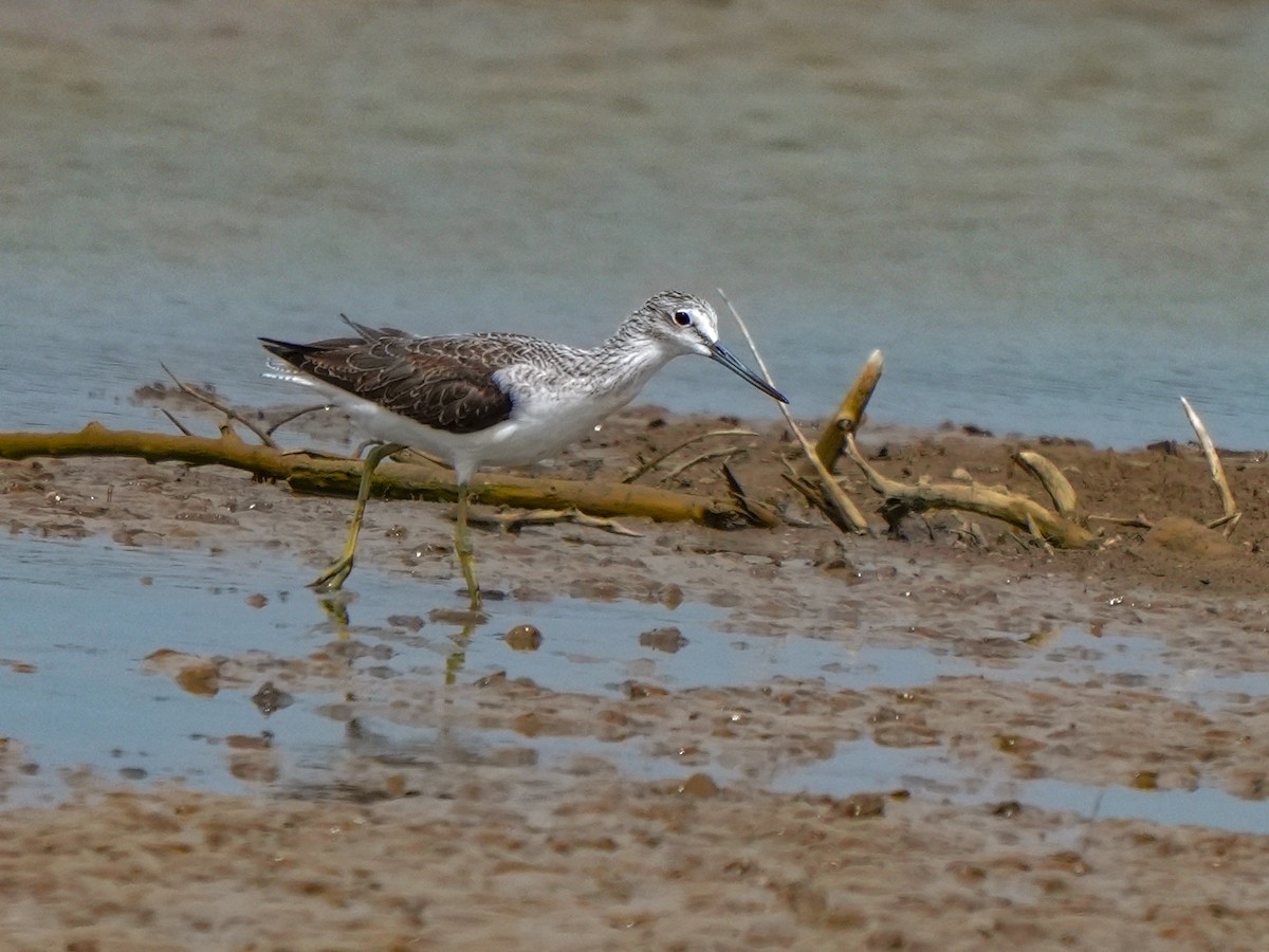 Wood Sandpiper - ML642729458