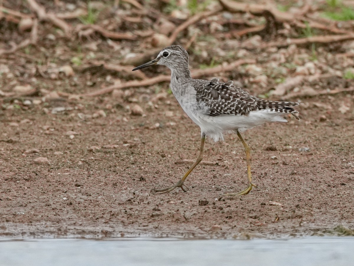 Wood Sandpiper - ML642729459