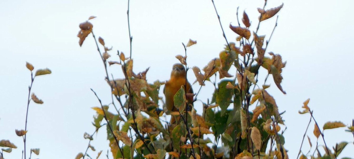 Baltimore Oriole - ML642729463