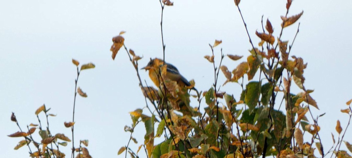 Baltimore Oriole - ML642729464