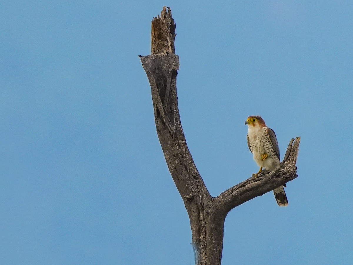 Red-necked Falcon - ML642729471
