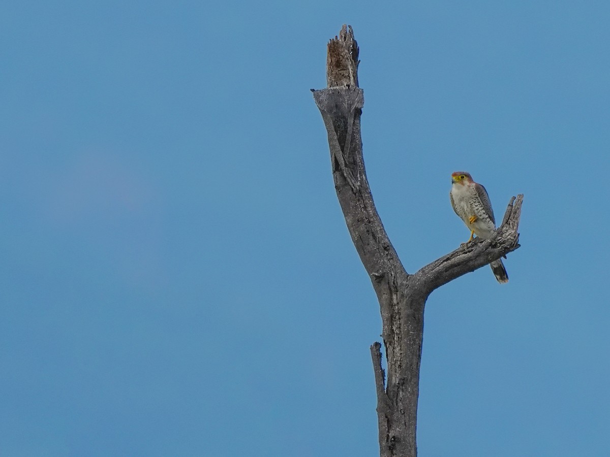 Red-necked Falcon - ML642729472