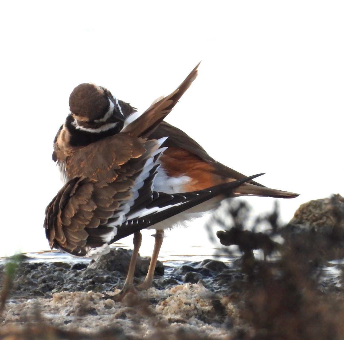 Killdeer - ML642729502