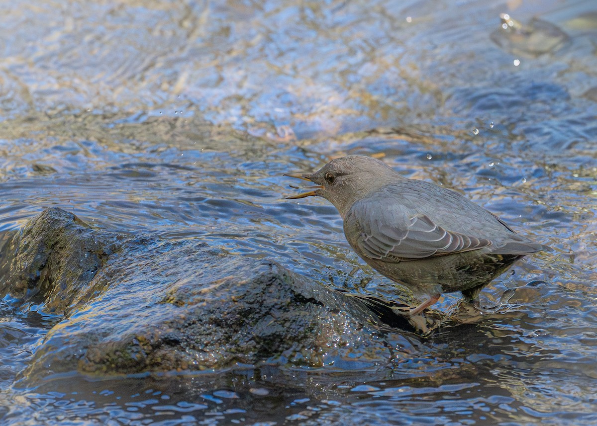 American Dipper - ML642729527