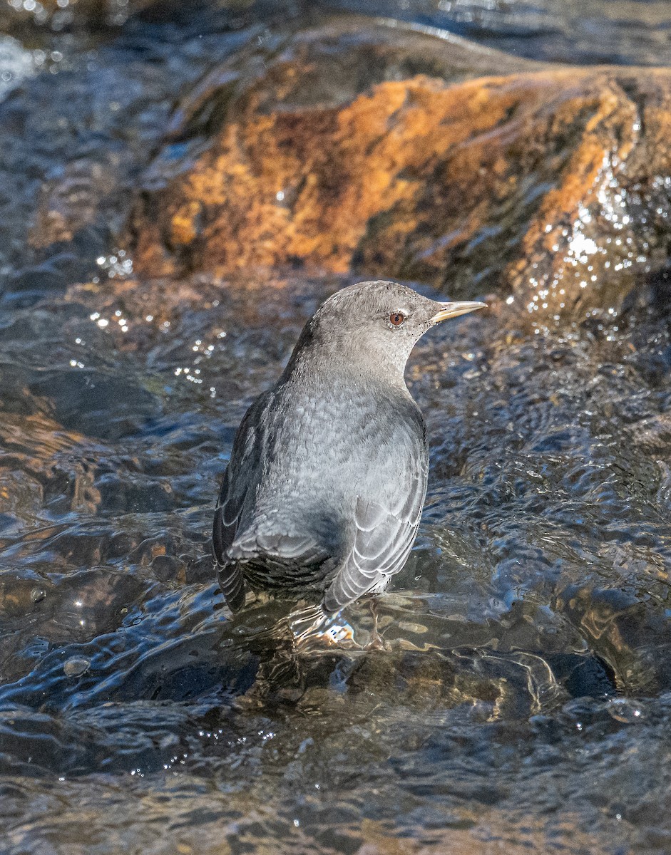 American Dipper - ML642729529