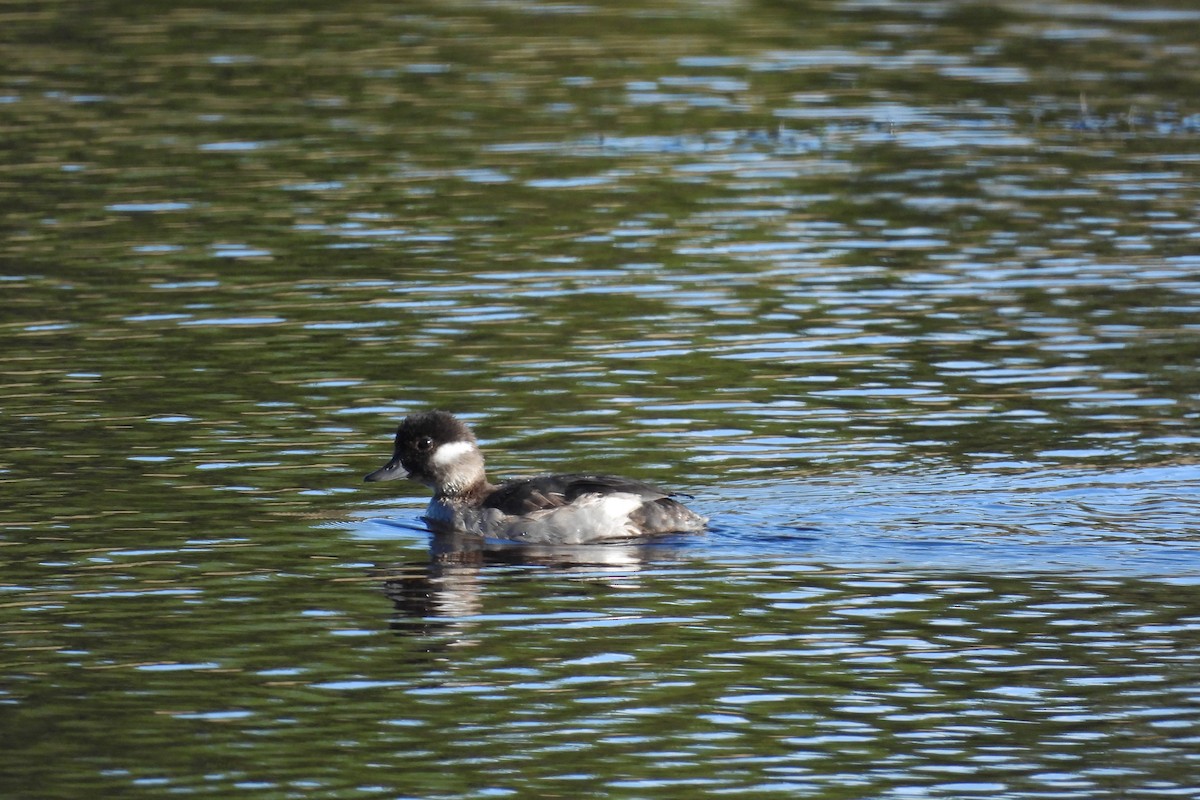 Bufflehead - ML642729533