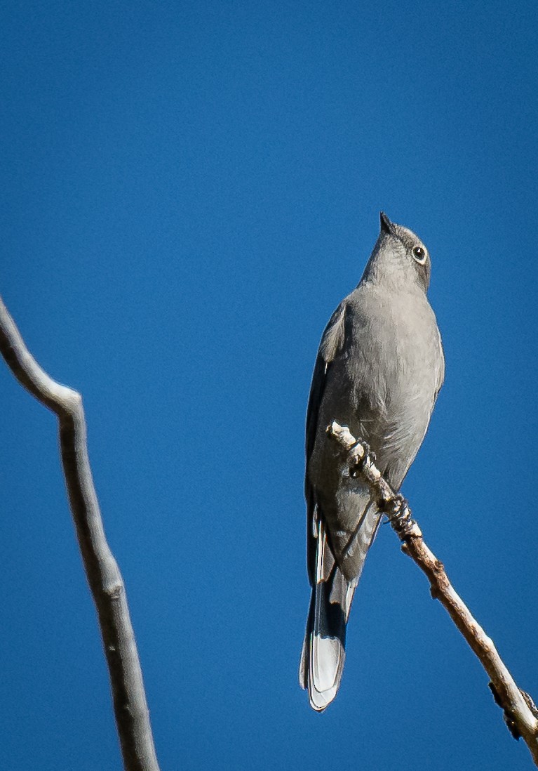 Townsend's Solitaire - ML642729540