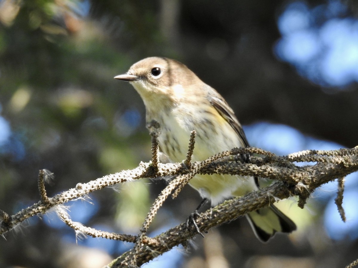 Yellow-rumped Warbler - ML642729552