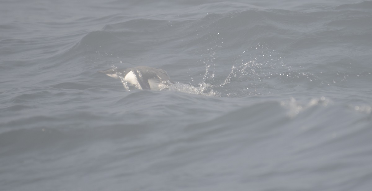 Common Murre - ML642729555