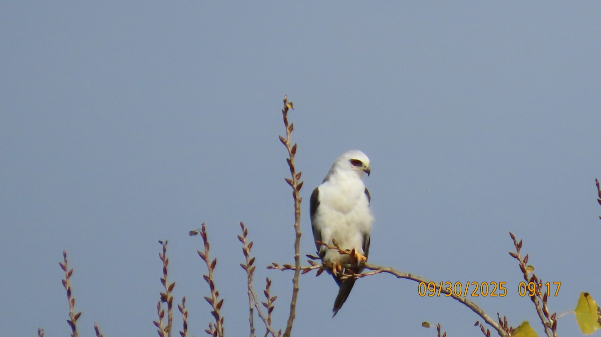 White-tailed Kite - ML642729584