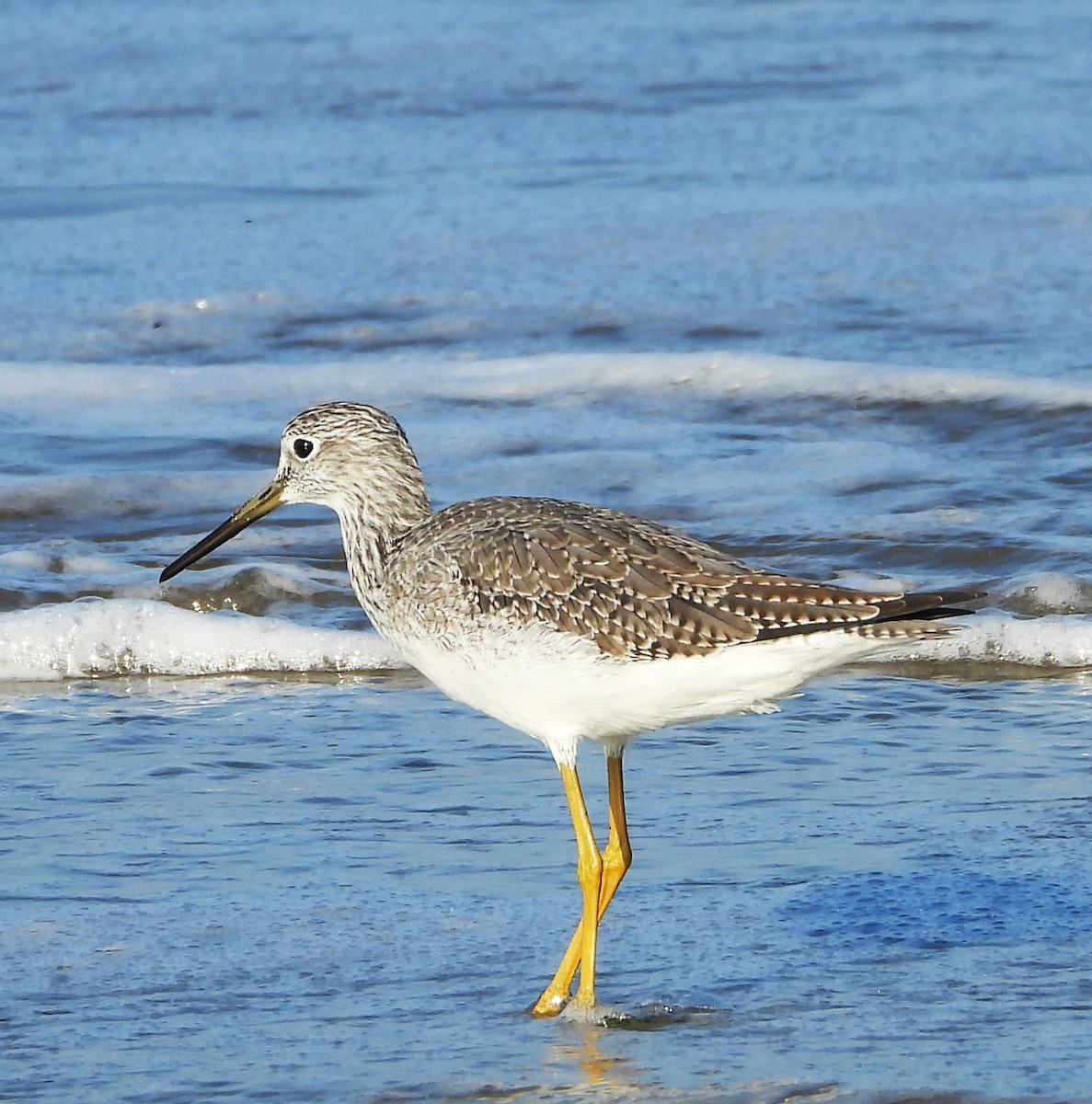 Greater Yellowlegs - ML642729591