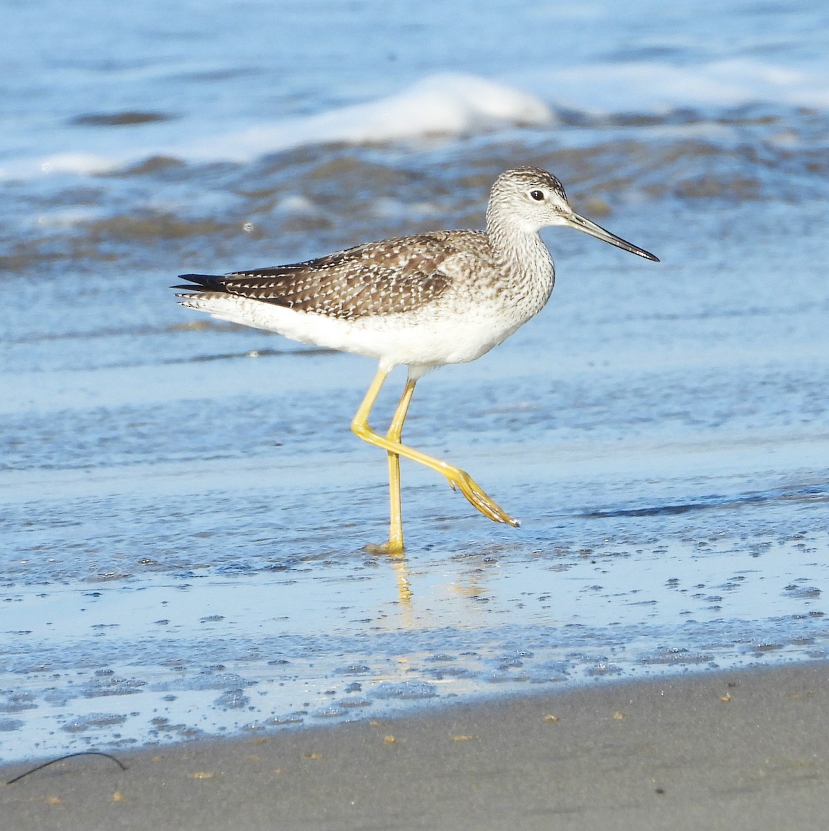 Greater Yellowlegs - ML642729592