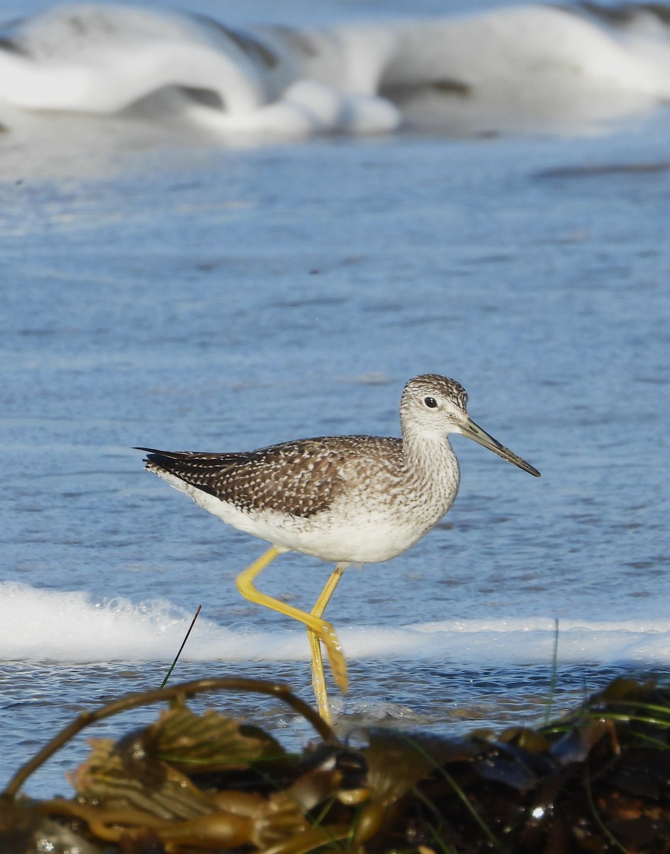 Greater Yellowlegs - ML642729593