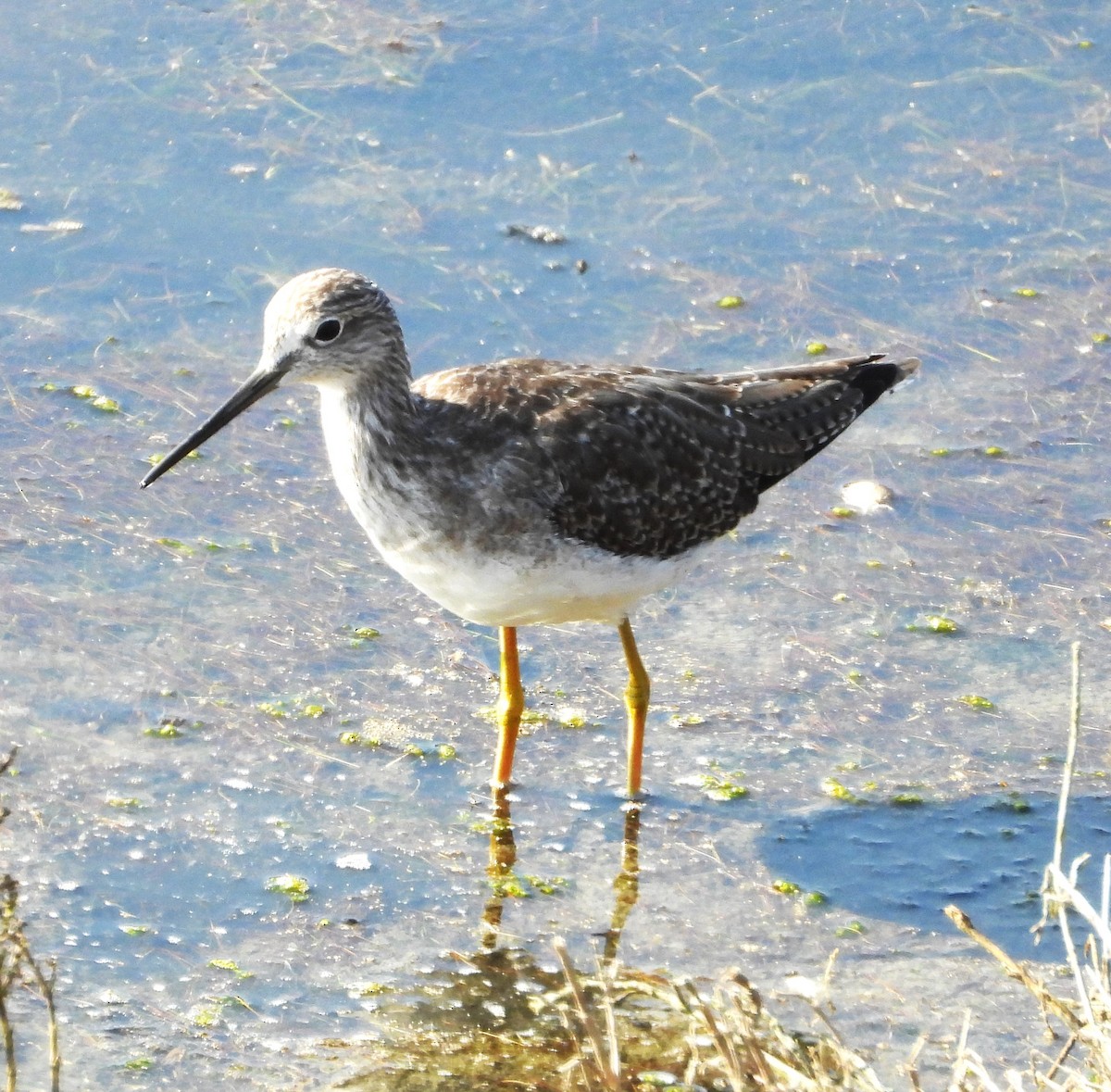 Greater Yellowlegs - ML642729594