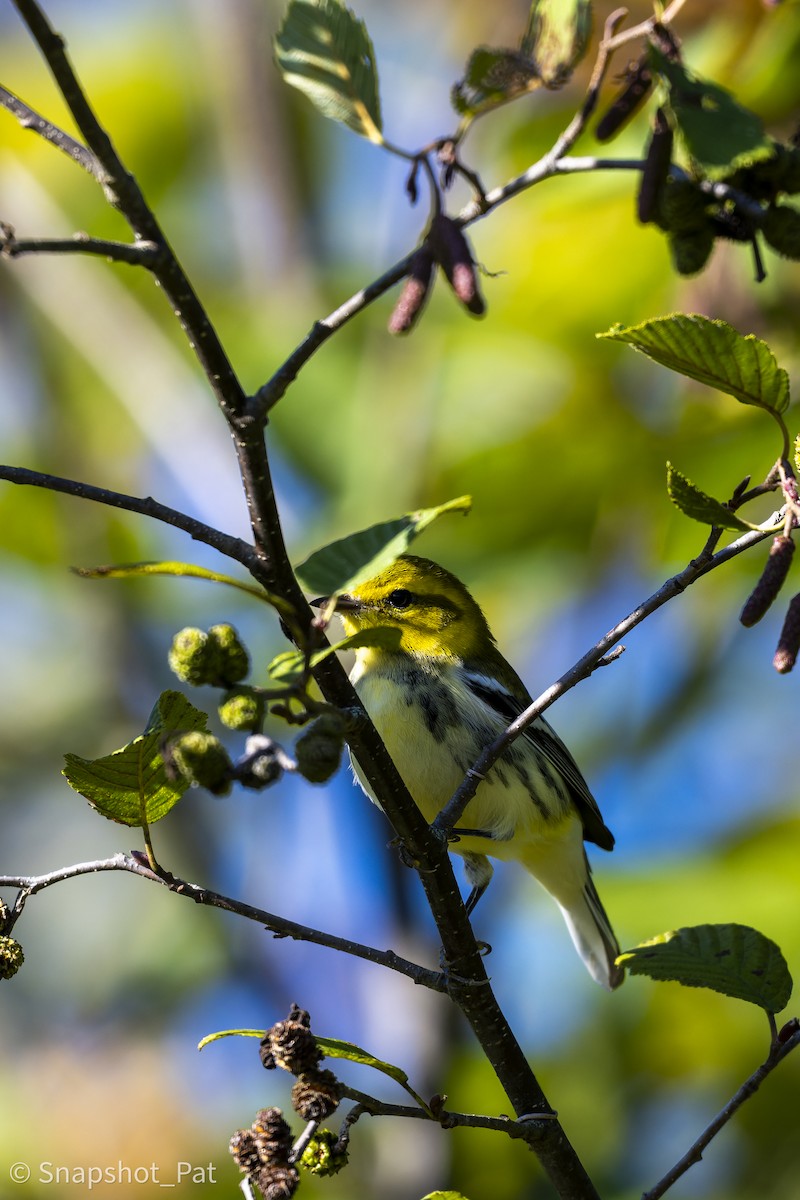 Black-throated Green Warbler - ML642729595