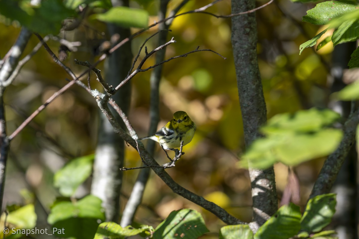 Black-throated Green Warbler - ML642729597
