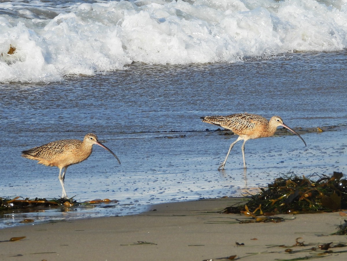 Long-billed Curlew - ML642729598