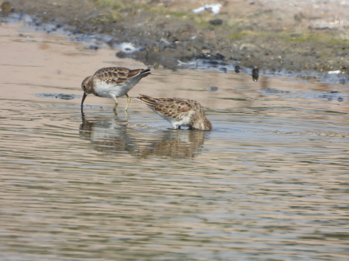 Least Sandpiper - ML642729613