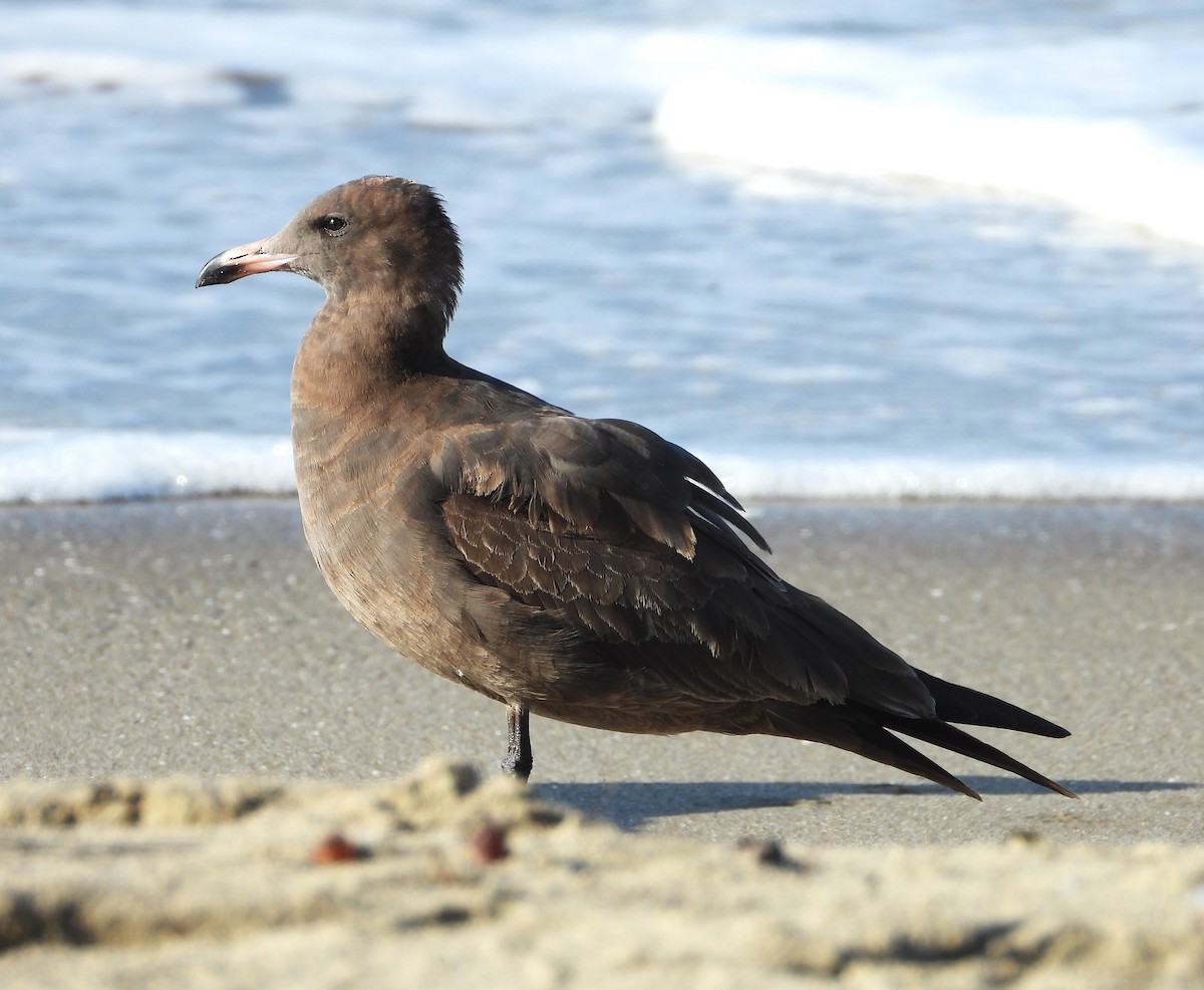 Heermann's Gull - ML642729616