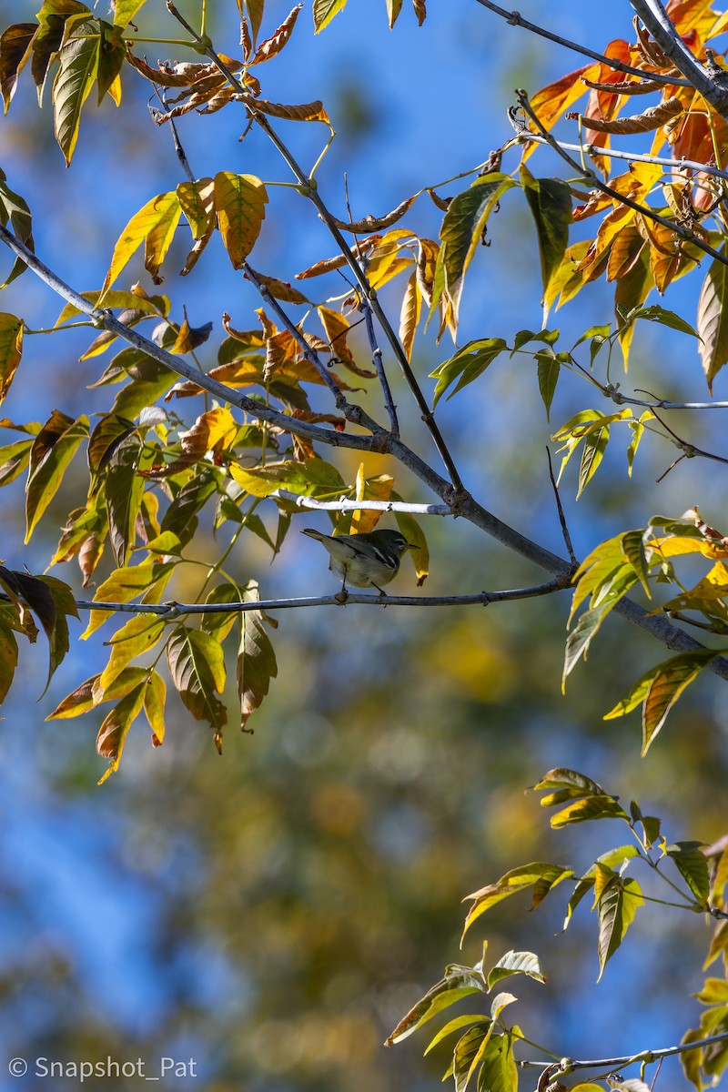 Northern Parula - ML642729621