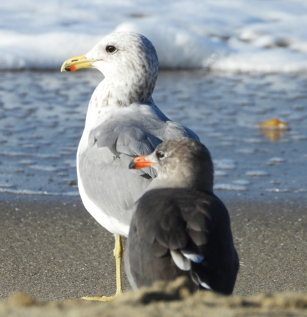 California Gull - ML642729622