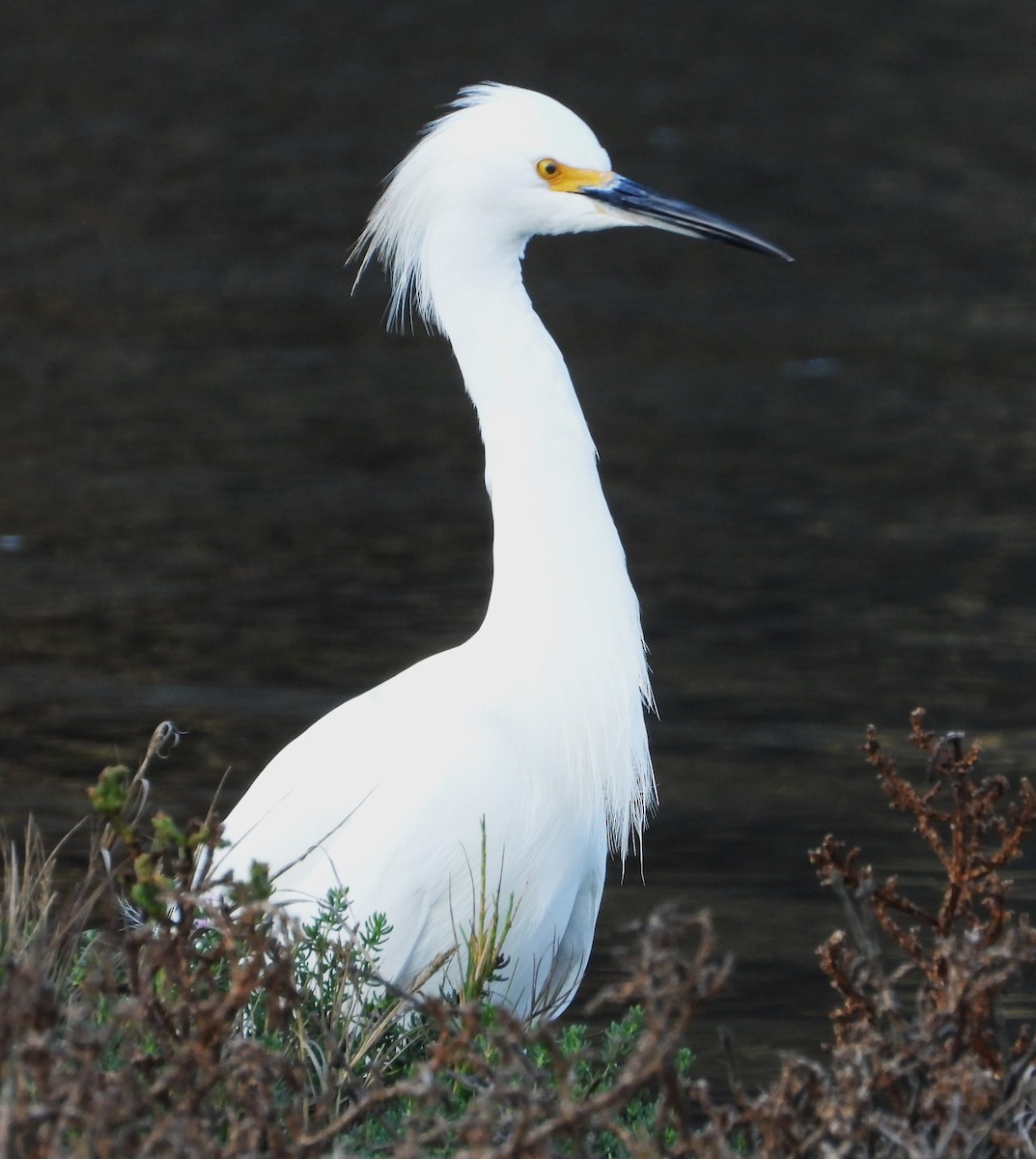 Snowy Egret - ML642729629