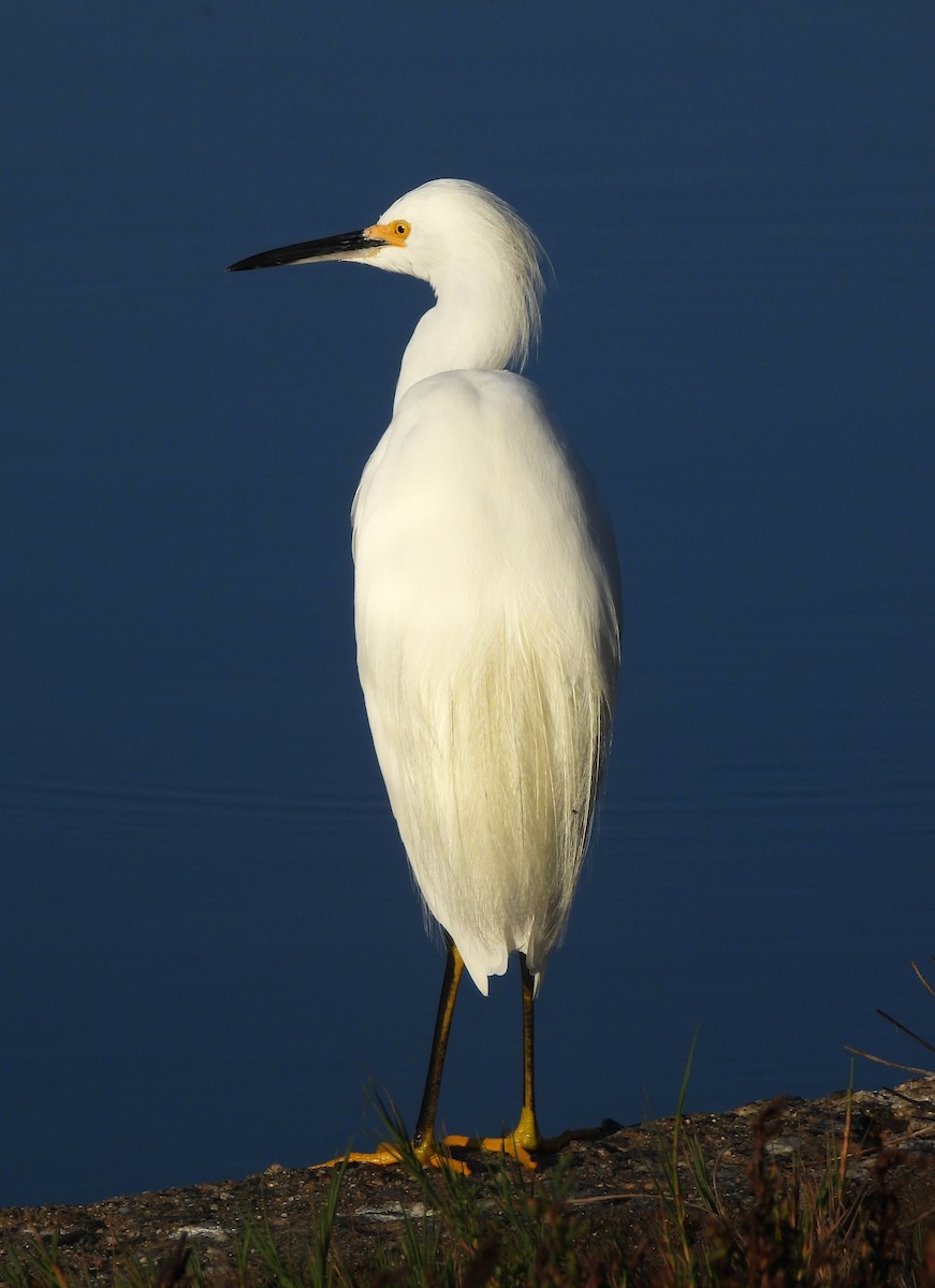 Snowy Egret - ML642729630