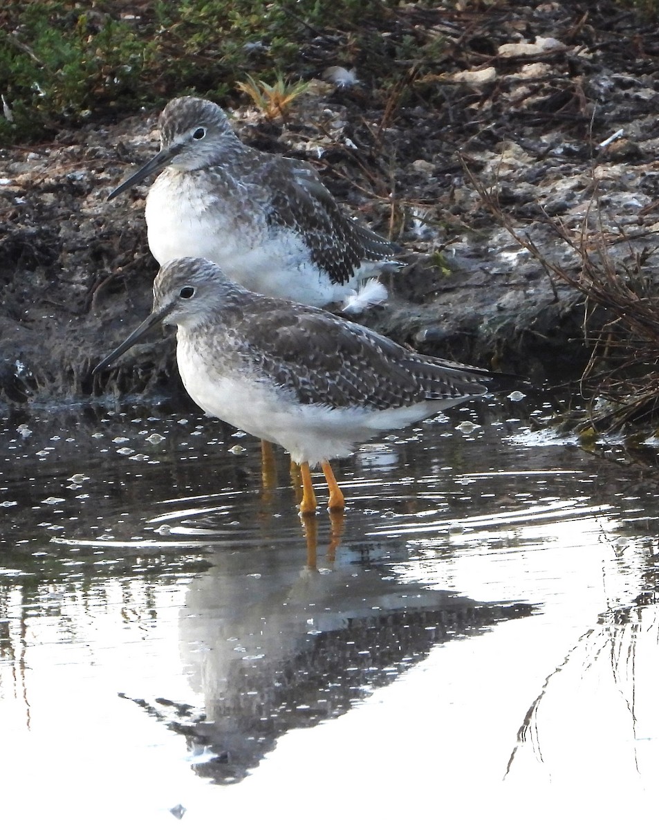 Greater Yellowlegs - ML642729634