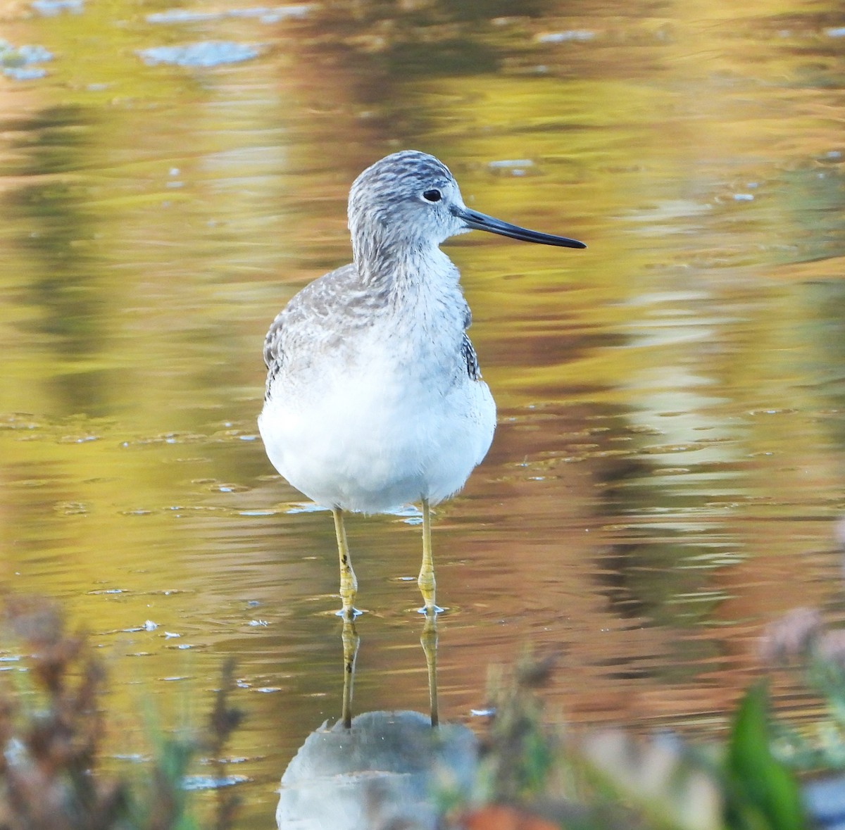 Greater Yellowlegs - ML642729635