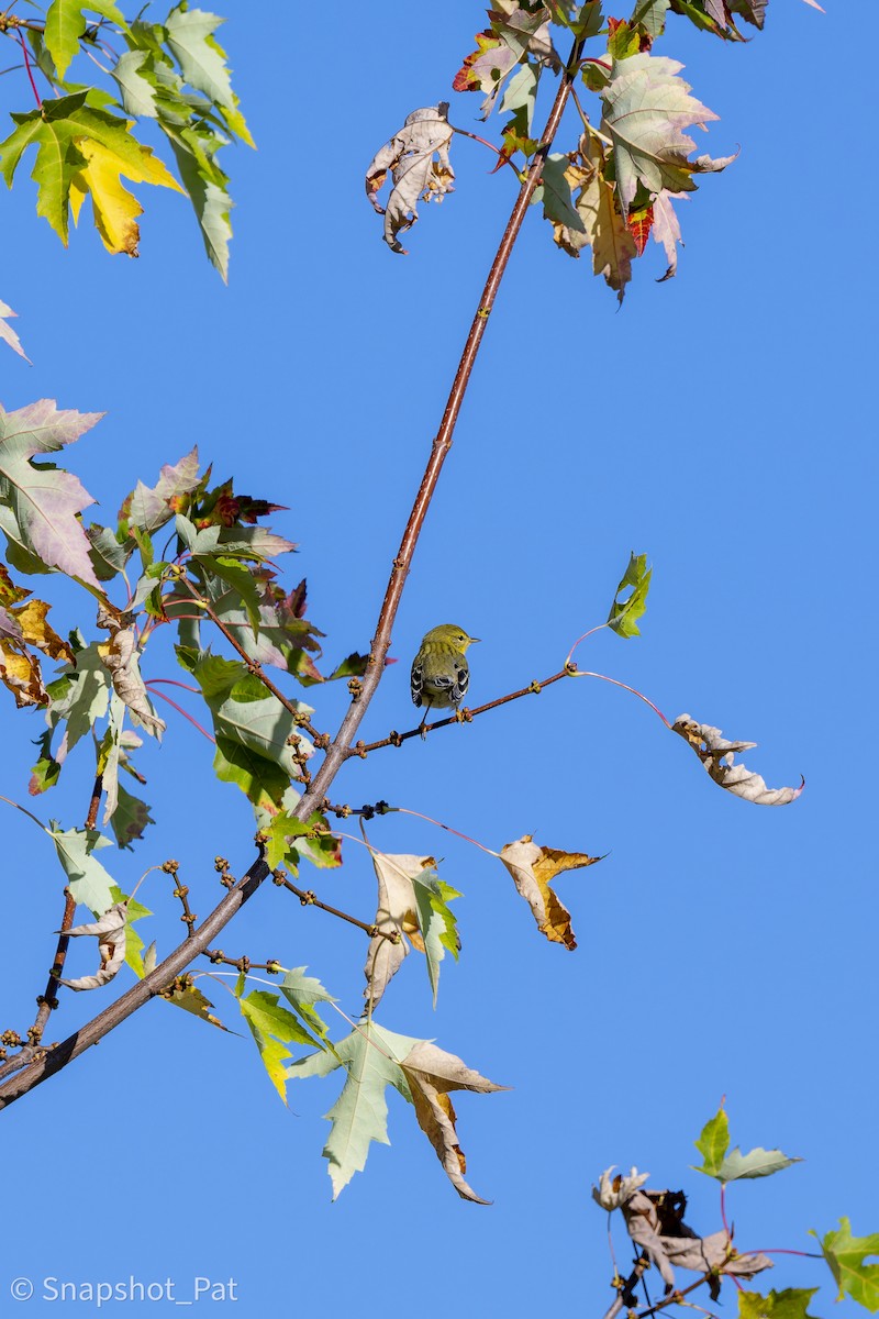 Blackpoll Warbler - ML642729638