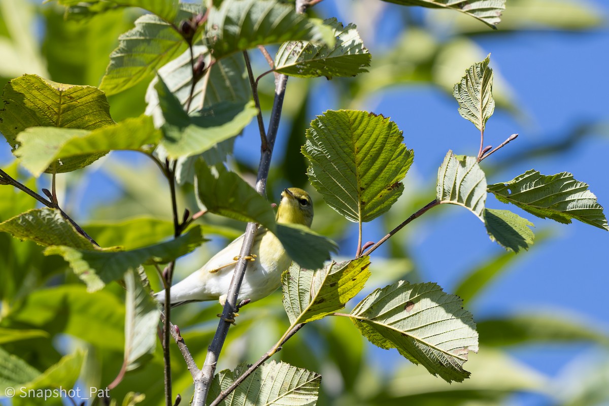 Blackpoll Warbler - ML642729639