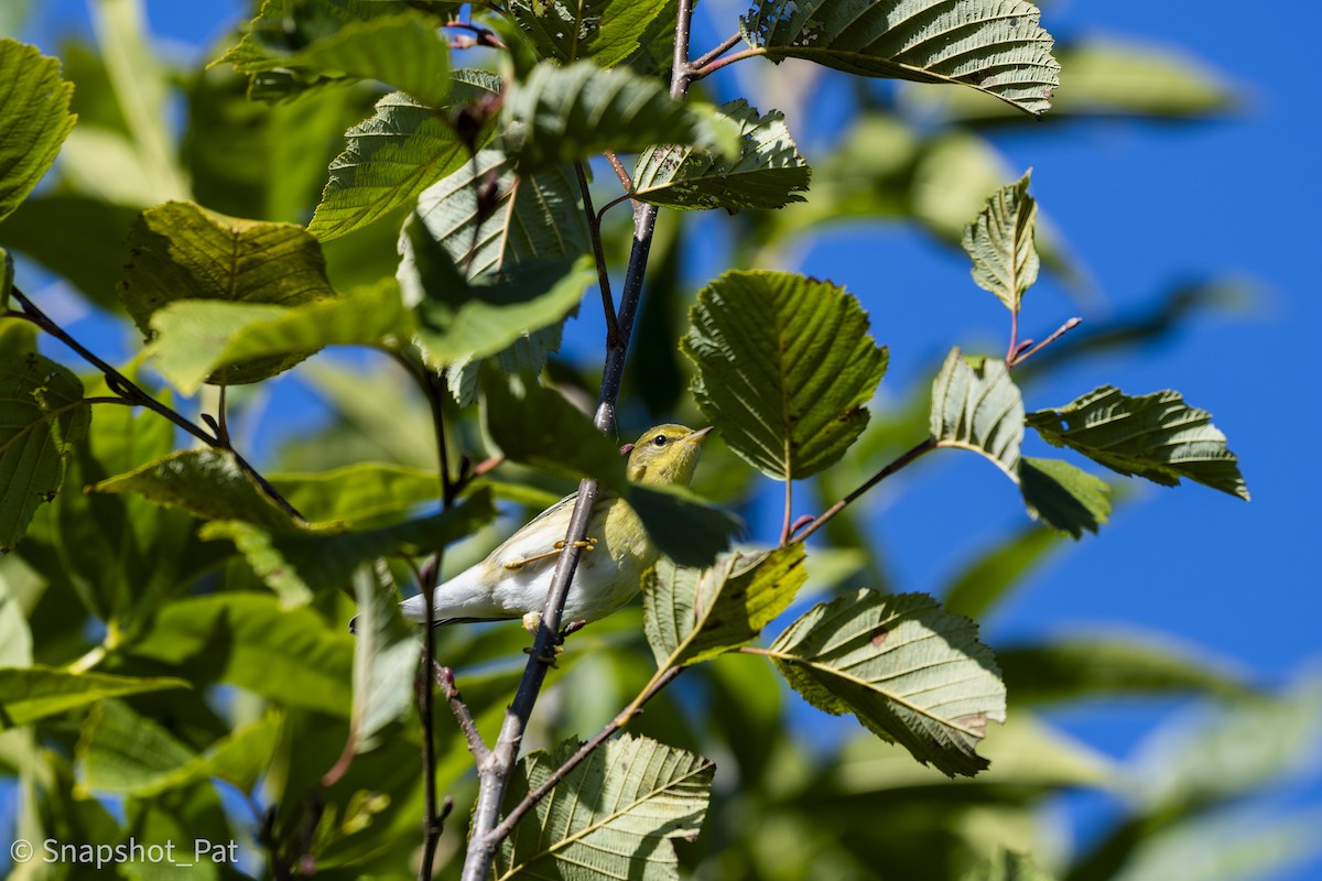 Blackpoll Warbler - ML642729640